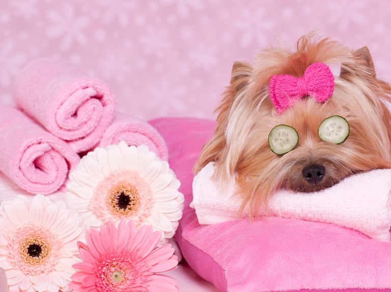 Pet Spa, Ofurô Pet, Massagem Pet, Relaxamento Pet Day Care Pet