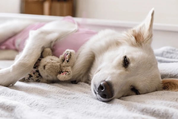 Reabilitação Pet caninia, monitoramento e pós cirurgico