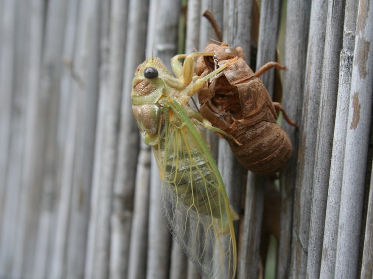 A cicada emerges on our fence