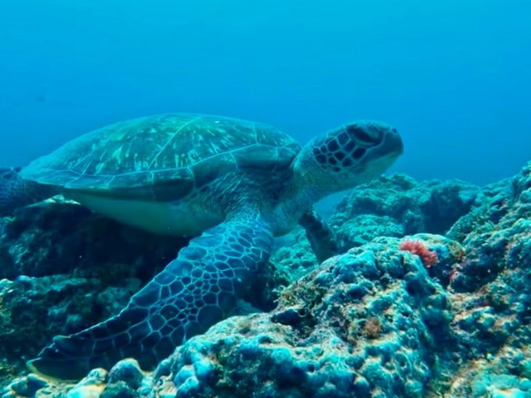 A large green sea turtle swimming over a vibrant coral reef in clear blue tropical ocean water.