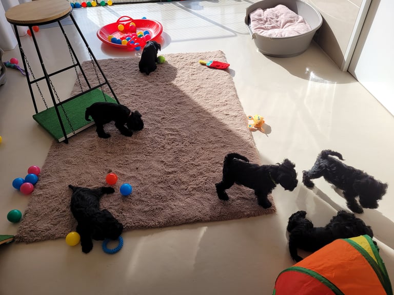chiot schnauzer