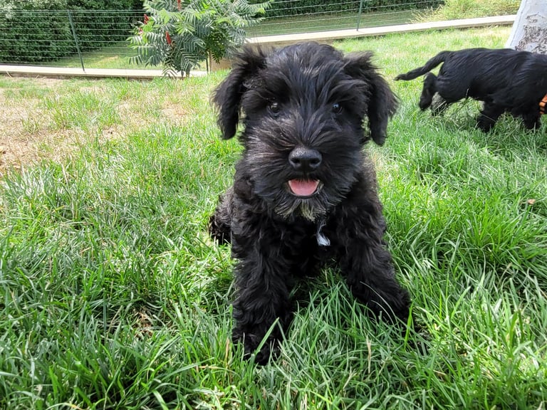 Bébé Schnauzer miniature