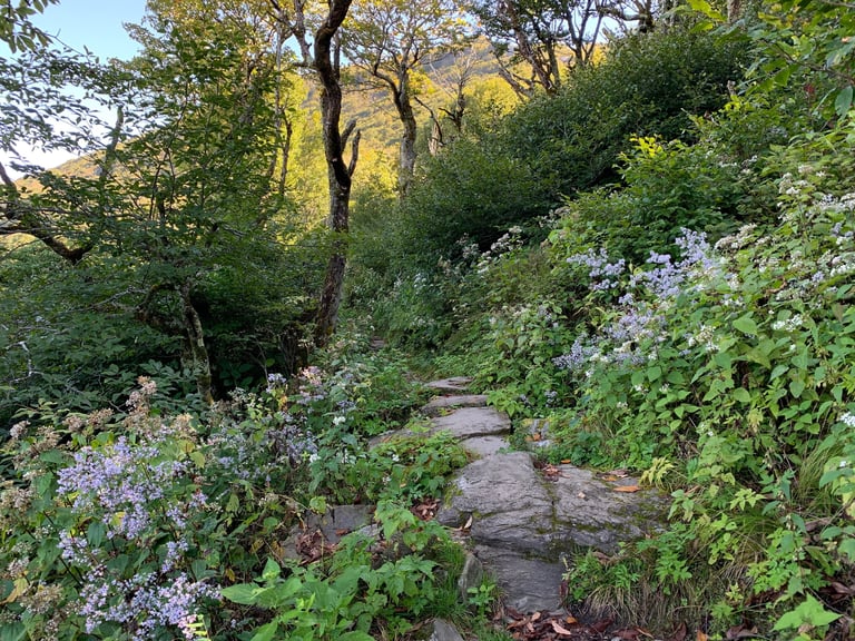 A stone pathway through wildflowers in Craggy Gardens September 2022