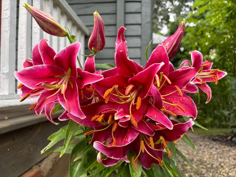 Oriental Lilies at Mallow Rose Cottage, Summer 2024