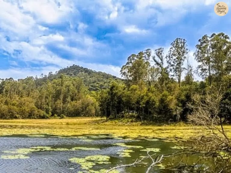 Serene Berijam Lake surrounded by greenery in Kodaikanal.