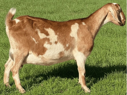 A MDGA-registered Mini Nubians Doe