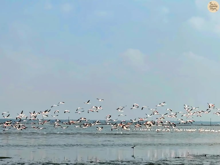 Pink flamingos in flight over Sambhar Lake.