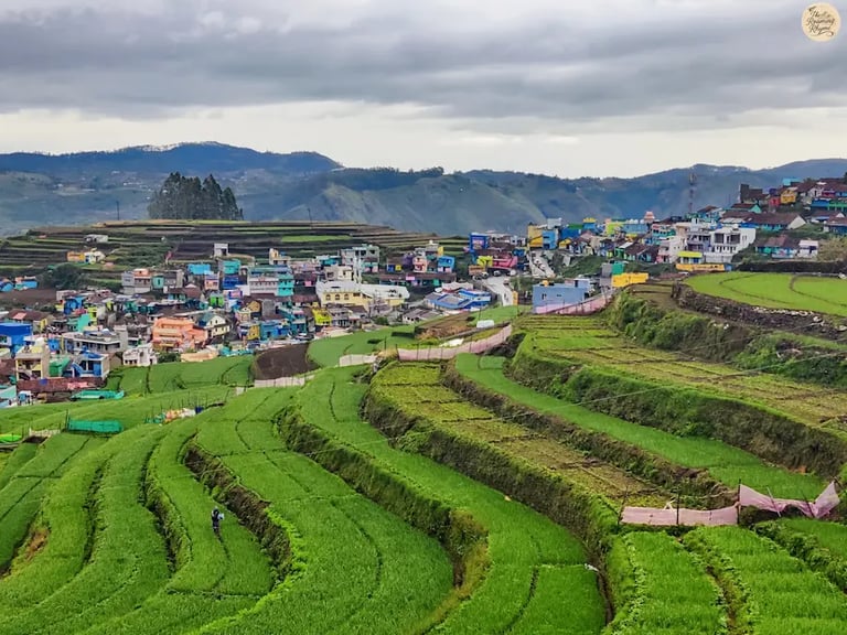 Lush terraced fields in Poombarai village, Kodaikanal, cascading down the hills.