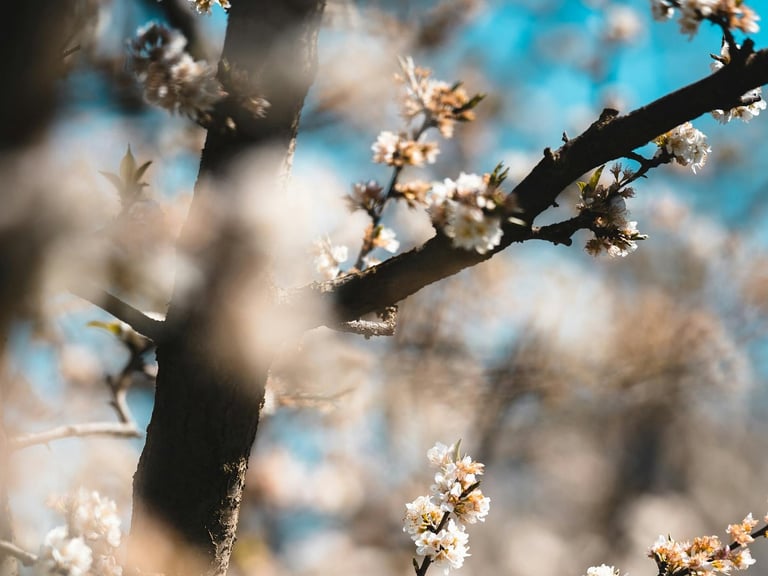 Photos de branches en fleurs