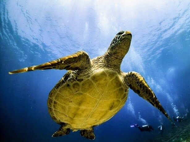 Turtle is often found easy in Gili Island