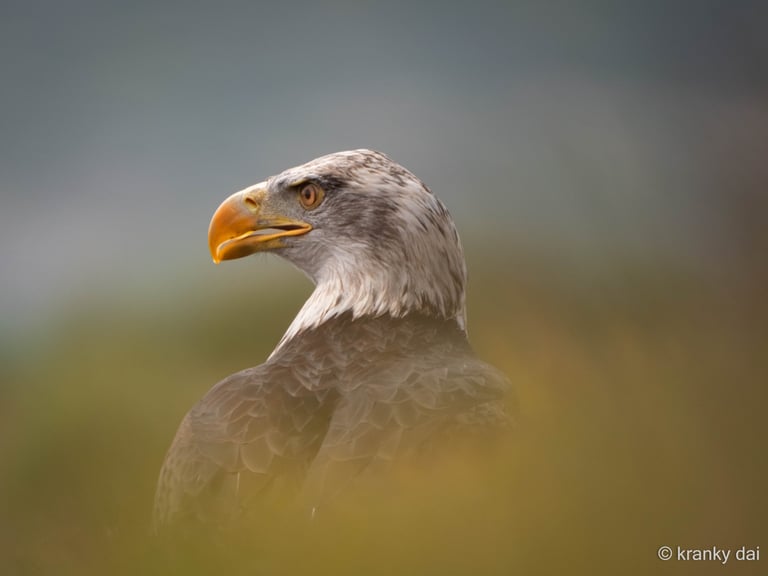 a bald eagle bird with a yellow beak obscured by grass