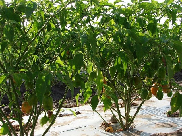 Habanero Plants