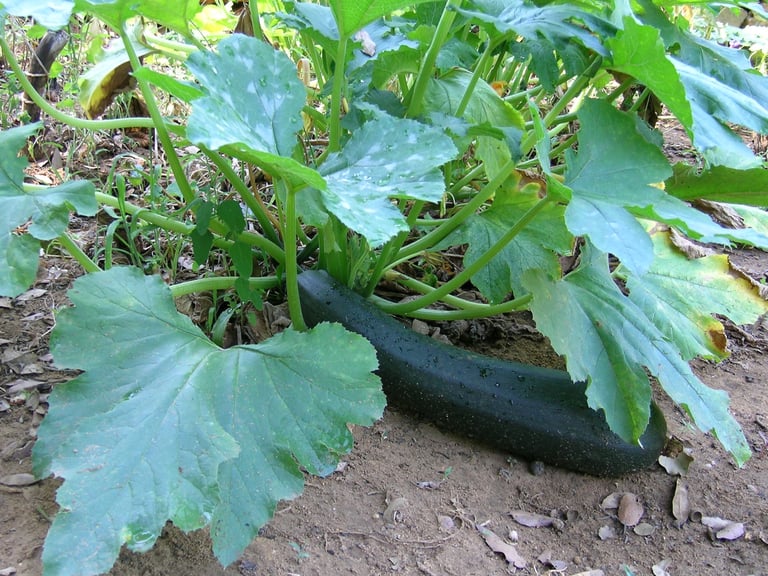 courgette verte 