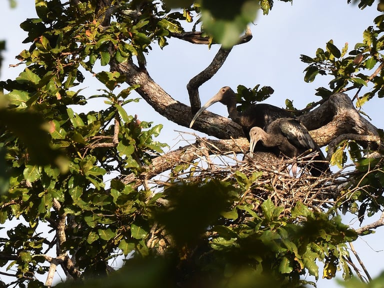 Nesting Giant Ibis
