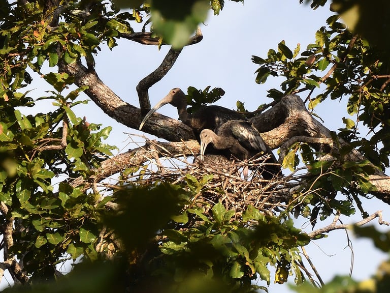 Nesting Giant Ibis