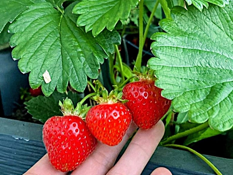 fraises bien sucrées