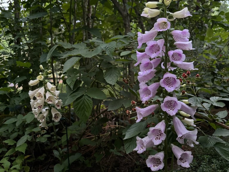 Foxgloves along the Poison Path at Mallow Rose Cottage, Summer 2024