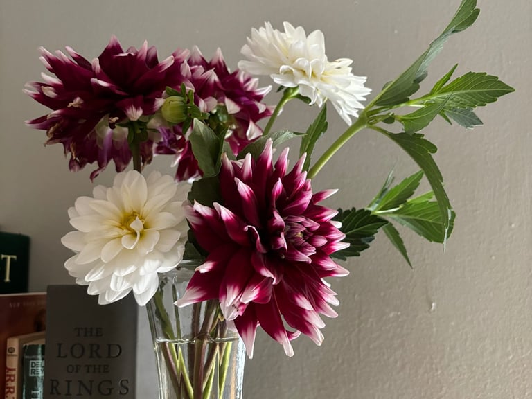 Cut dahlias at Mallow Rose Cottage, Summer 2024