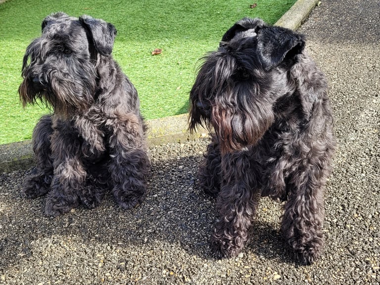 Tessie et Tara , élevage Diamants Noirs d'Also