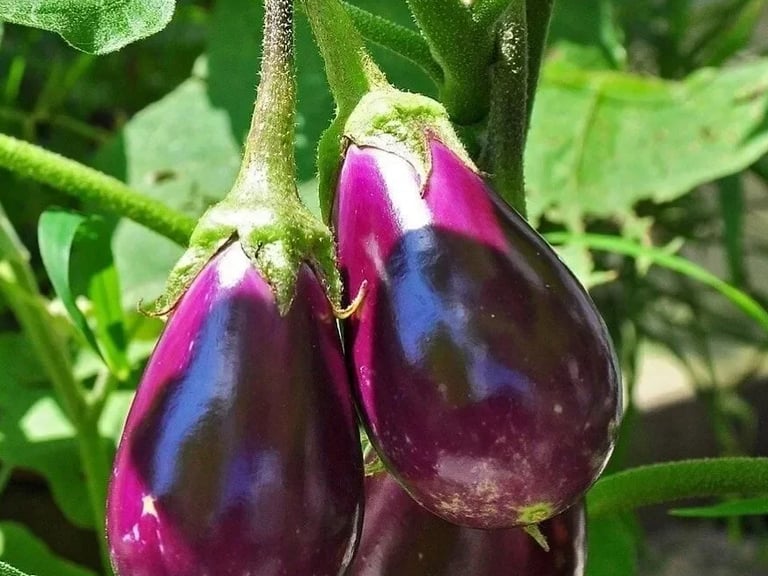 Aubergine 