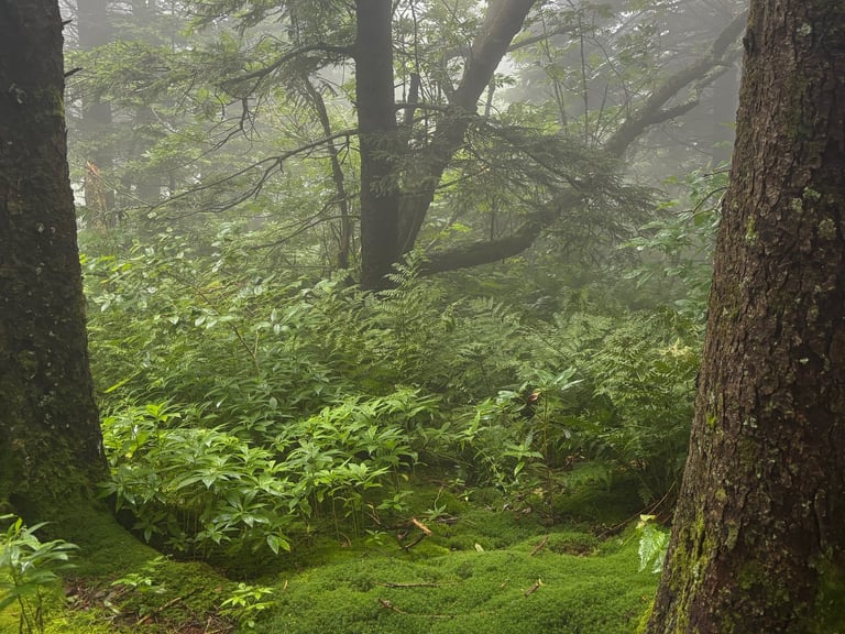 A misty and mossy forest in the Appalachian Mountains