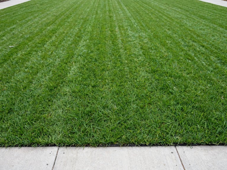Wide shot of a freshly laid vibrant green turf lawn next to a newly poured concrete base, bright overcast daylight, natural colors with sharp contrast, 35mm