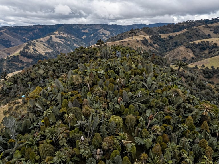Vista aérea de un proyecto de reforestación activa en la cordillera andina colombiana, luz de día nublado, vegetación densa recuperando el terreno natural.