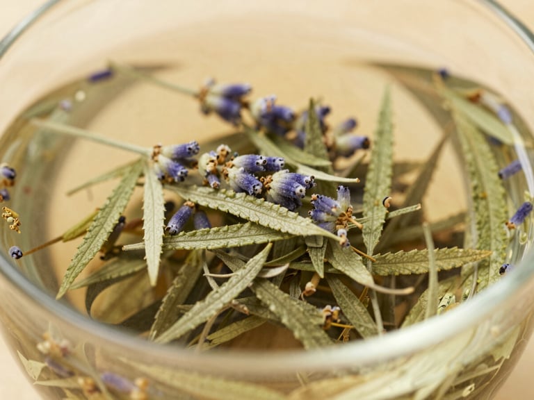 Macro shot of dried lavender and hemp leaves steeping in a glass teacup, warm natural light, shallow depth of field