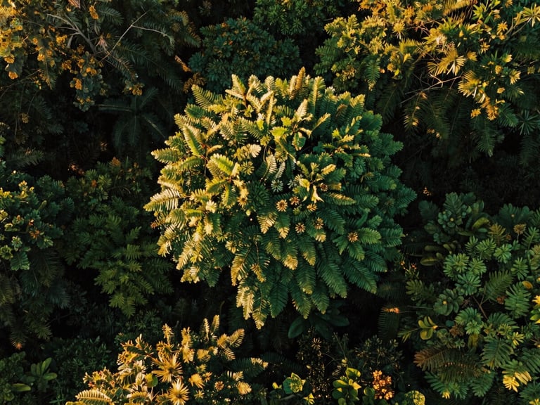 Lush West African forest canopy captured from a low-altitude drone during golden hour, deep emerald leaves contrasting with golden sunlight streaks