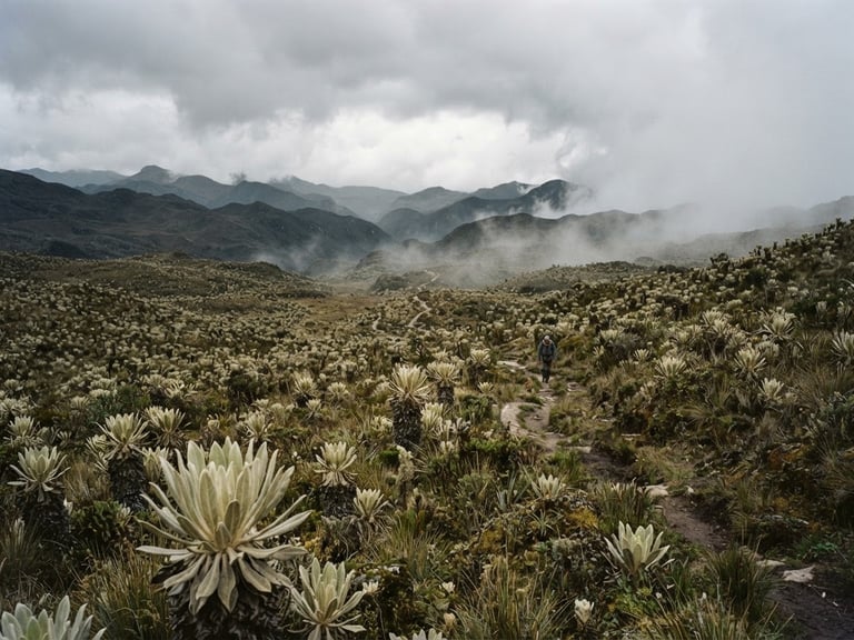 Documentary photography of a vast high-altitude Andean paramo under overcast daylight, mist rolling over frailejones plants, desaturated earth tones, wide-angle environmental framing, 35mm film texture.