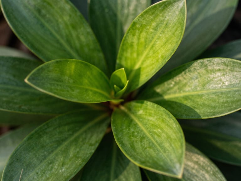 Detailed close-up of Kalanchoe plant leaves, showing rich green color and smooth texture, crisp daylight, high contrast, premium editorial botanical photography.
