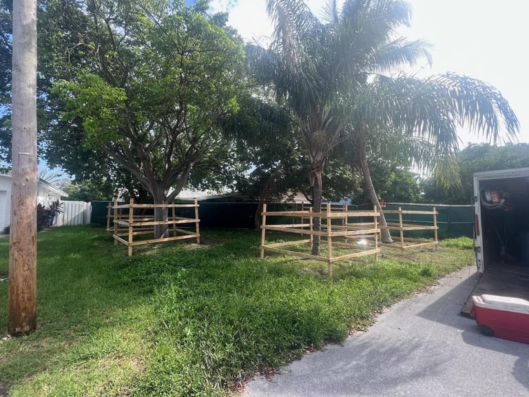 Tree protection barricades installed around large palm and deciduous trees in a grassy lawn area.