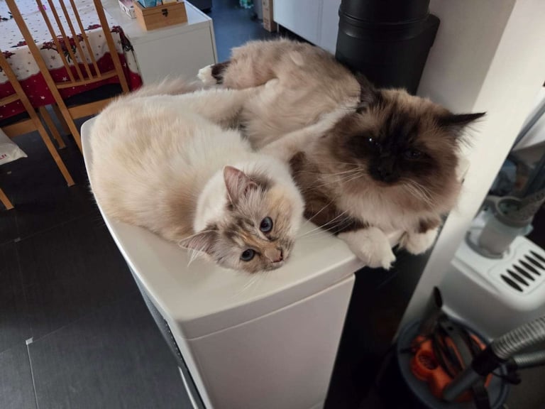 Yuki et Sora - Sacré de Birmanie