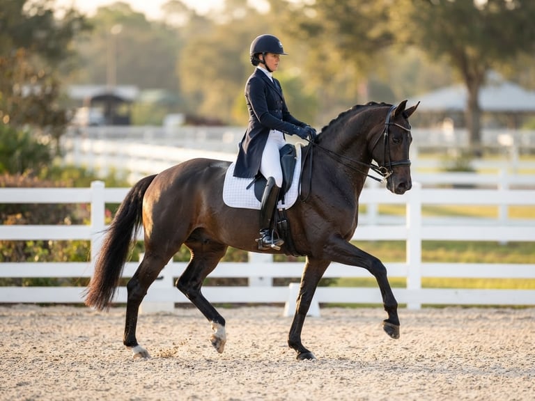 Telephoto action shot of an elite warmblood horse executing a precise dressage movement, crisp morning light highlighting muscular definition, immaculate white-fenced arena in the background, 85mm lens