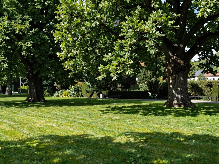 Beautiful sunlit private park in Nyon with perfectly pruned ancient oak trees, clean lawn