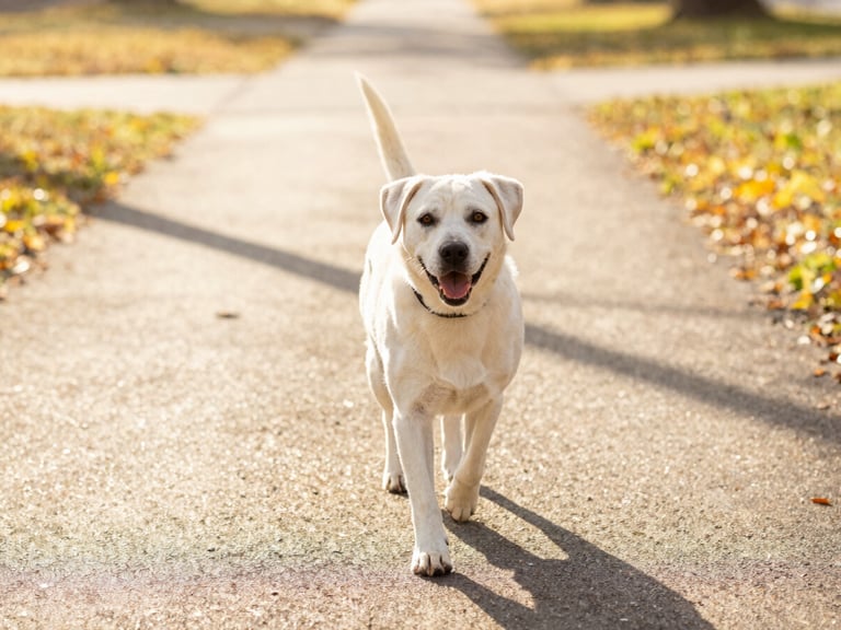 A happy dog being walked on a leafy neighborhood path, warm golden hour daylight, cheerful clean tones.