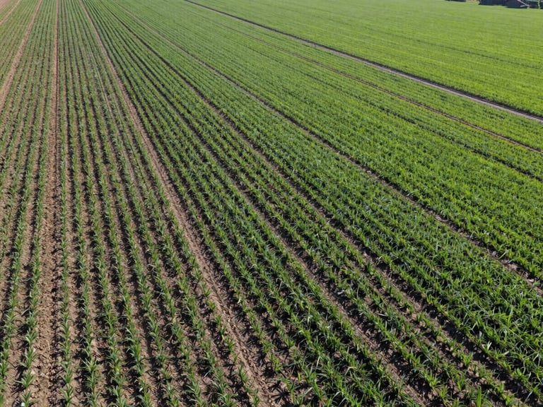 Drone view of a newly developed farm plot with irrigation channels and emerging green crops, under bright direct sunlight. Wide-angle lens, 35mm, commercial agriculture photography.