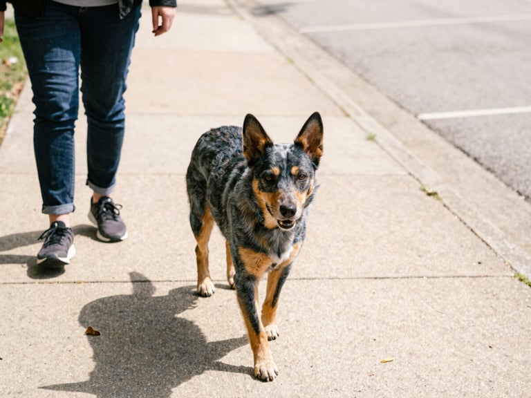Candid eye-level photo of a blue heeler walking calmly next to its owner on a sunny Indiana sidewalk, warm organic tones, 35mm
