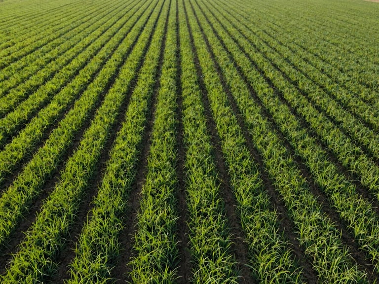 Wide-angle drone shot of perfectly aligned, lush green crop fields in Egypt, bright morning sun, sharp focus