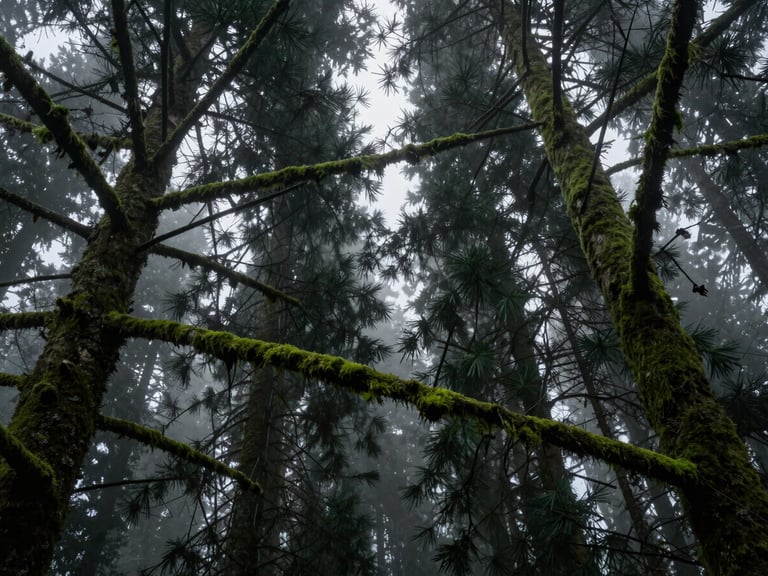 Overcast misty spruce forest canopy from below, deep green mossy branches, low-light moody atmosphere, panoramic 21:9 framing.
