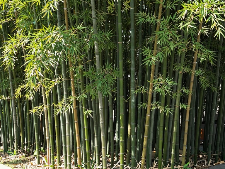 Crisp architectural-style shot of mature Bambusa balcooa bamboo stands, showcasing thick green culms and vibrant foliage under bright daylight
