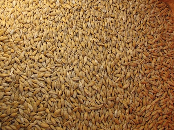 Grains d'orge de brasserie. Crédit photo : Terres&Graines