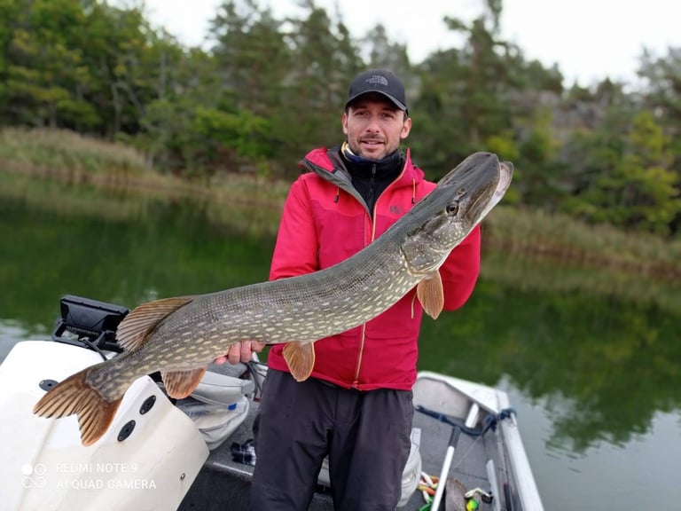 grace a fishing escape sweden, un pêcheur tient un gros brochet suedois. il y a des roseaux.
