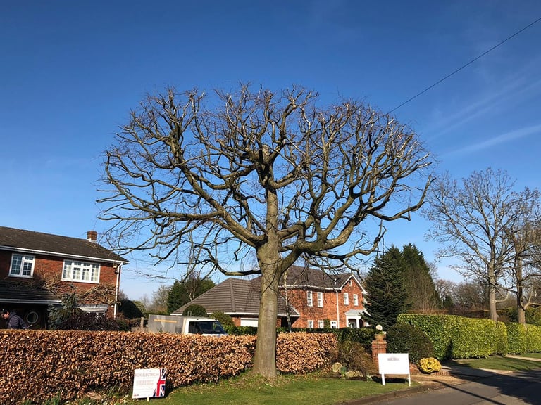 Crown reduction on a tree in county durham