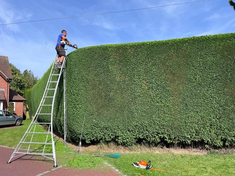 Large conifer hedge being trimmed neatly by Sharp Hedges Tree & Garden Services in County Durham