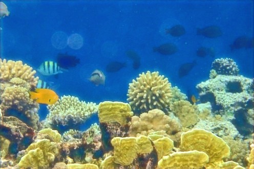 Snorklausta Egyptin rannalta