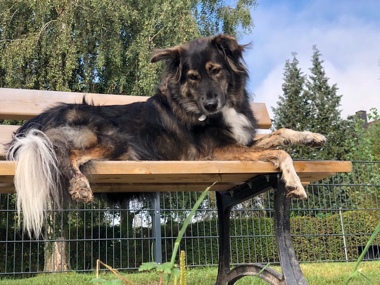 lerne TCM für Hunde und Tiere