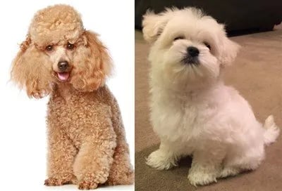 maltipoo and poodle on same picture 