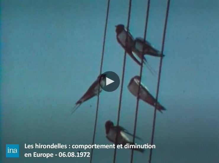 Pesticides oiseaux disparition biodiversité