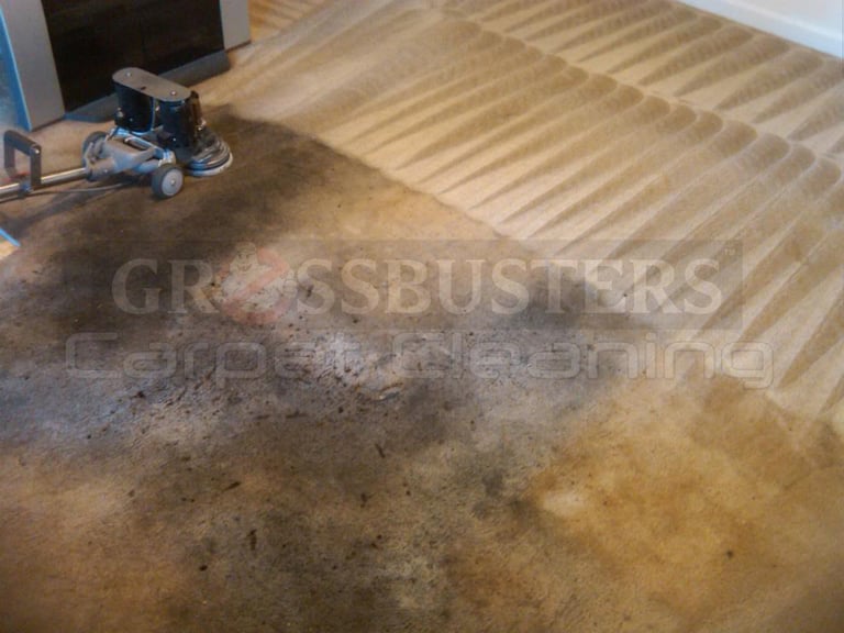 Grossbusters Carpet Cleaning restoring filthy carpet